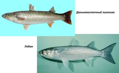 🐟 Купить чира холодного копчения по цене от 450 руб в Москве –  интернет-магазин Дикоед