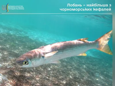 🐟 Купить рыбу горячего копчения в Москве: цена от 550 руб на копченую рыбу  — интернет магазин Дикоед