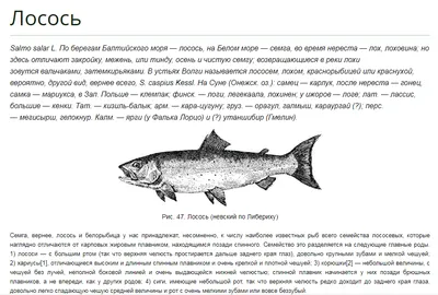 Новое исследование развенчивает миф, что Лох-Несское чудовище – это  гигантский угорь