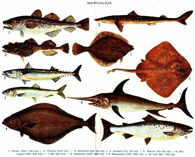 Blacktip Reef Акула С Желтой Рыбалоцман — стоковые фотографии и другие  картинки 2015 - 2015, Golden Trevally, Акула - iStock