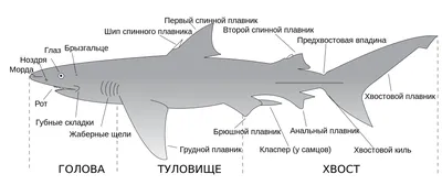 Рыба-прилипала - Фото-видео отчеты о поездках - Форум Akvalang.com