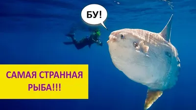 Водный журнал № 11 Фуга, Луна-рыба (kolyajivoy)