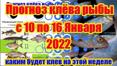 На тихоокеанском побережье острова Кунашир найдена рыба-луна - Фото на  главной странице: Обыкновенная рыба-луна (Mola-mola). Автор: Евгений  Козловский.