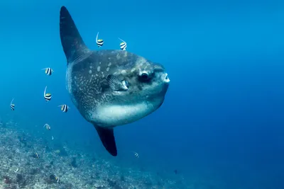 Рыба-Луна - Mola mola • Форум Винского