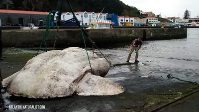 Nusa penida и рыба луна» — фотоальбом пользователя AlexOk на Туристер.Ру