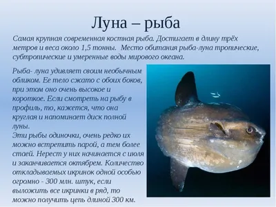 Mola-mola, рыба Мола-Мола или рыба солнце, рыба луна в интернет-магазине  Ярмарка Мастеров по цене 1200 ₽ – QNCMURU | Мягкие игрушки, Ростов-на-Дону  - доставка по России