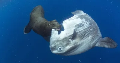 Обои Рыба луна (mola mola) Животные Рыбы, обои для рабочего стола,  фотографии рыба луна , mola mola, животные, рыбы, рыба, луна, mola Обои для  рабочего стола, скачать обои картинки заставки на рабочий