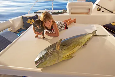 Дорадо, Махи-махи - GT offshore fishing charters LLC