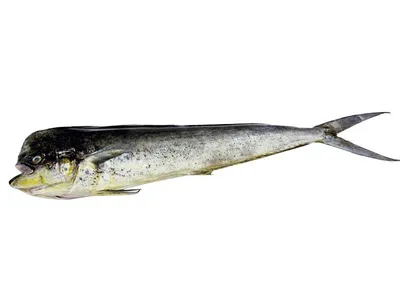 Китай Seafrozen Mahi Mahi Поставщики, Фабрика - Оптовая торговля  Морепродукты - CAHARBOR