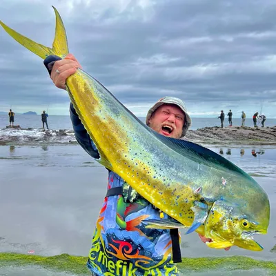 Mahi Mahi Dolphin Fish On White: стоковая иллюстрация, 1386651995 |  Shutterstock