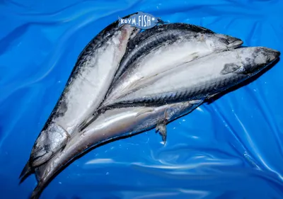 Коста-Рика » Макрель тихоокеанская (Mackerel, Pacific sierra,  Scomberomorussierra)