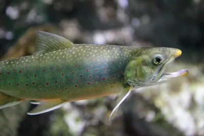 Рыбы наших вод - Кунджа Salvelinus leucomaenis (Pallas,... | Facebook