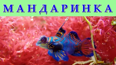 Мандаринка красная дракончик Synchiropus stellatus