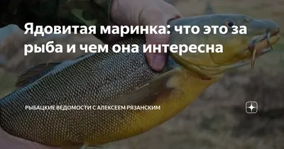 РЫБАЛКА В КАЗАХСТАНЕ on Instagram: \"Рыба маринка От нашего активного  подписчика рыбака  #рыбалка#Казахстан#Шымкент#Жетысай#Туркестан#Сарыагаш#Атакент#Асыката#Мырзакент#Келес#Рыбакикз#сырдария#шардара#келесабай#ганимуратбаев#казыгурт#рыбалкаюко#охотаюко  ...