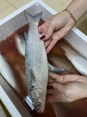 Рыбожарка No1 - 🐟К нам поступила рыба \"маринка\"! Это... | Facebook