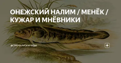 Морские чудища в северо-западных широтах — фотоподборка самых шокирующих рыб  - 23 октября 2022 - Фонтанка.Ру