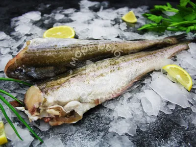 Минтай б/г с/м 300-500 (24.95 кг) North Pacific Seafoods купить по выгодным  ценам в Киеве, заказать Рыба столовых сортов онлайн в интернет магазине  морепродуктов ribka.ua