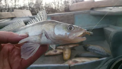 Рыба вяленая Pescatore Francesco Ставрида черноморская неразделанная -  «Полгода беру эту рыбу, не заметил никаких недостатков» | отзывы