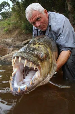 Водный монстр из Африки – Тигровая рыба Голиаф (12 фото + 1 видео) | River  monsters, Monster fishing, Tiger fish