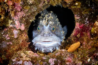 Фотография Длинощупальцевая морская собачка, ушастая морская собака  (Blennius tentacularis, Parablennius tentacularis) ест медузу | Фотобанк  ГеоФото/GeoPhoto | GetImages Group