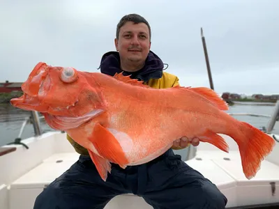 Окунь морской горячего копчения, 600-800г - купить по цене: 870 руб./кг в  интернет-магазине \"РыбоедовЪ\"