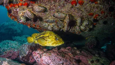 Морской окунь в скалах - Фотогалерея РГО