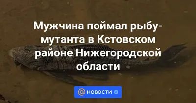 В США поймали рыбу с зубами как у человека — почему 10 лет назад ею пугали  мужчин - Hi-News.ru