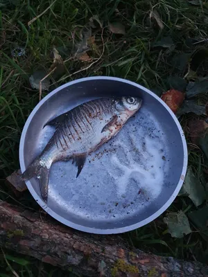 Жареная 🐠🐋🐟рыба на костре» — создано в Шедевруме