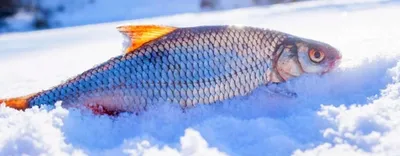 Рыба на льду фото фотографии