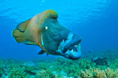 Рыбы Красного моря - Cheilinus undulatus — Рыба-Наполеон — Napoleon wrasse  http://redseafoto.ru/cheilinus-undulatus-ryba-napoleon-napoleon-wrasse/ |  Facebook