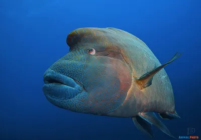 Рыба-наполеон (Cheilinus undulatus) - Биология и содержание морских рыб -  МОРСКОЙ АКВАРИУМ - форум Аква Лого