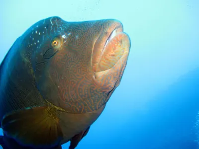 Humphead Губан (Cheilinus Undulatus), Также Известный Как Рыба Наполеон.  Фотография, картинки, изображения и сток-фотография без роялти. Image  66391109