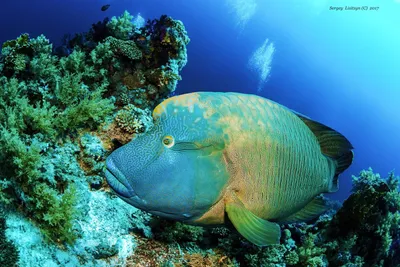 Humphead Губан (Cheilinus Undulatus), Также Известный Как Рыба Наполеон.  Фотография, картинки, изображения и сток-фотография без роялти. Image  67259736