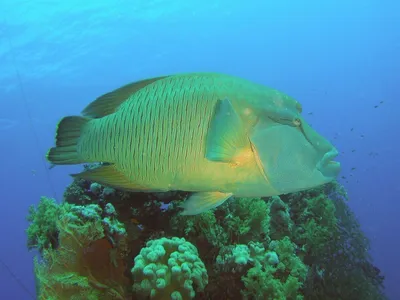 Napoleon wrasse (Cheilinus undulatus), Рыба-Наполеон - YouTube