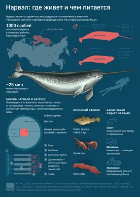 Нарвал: Зачем киту копьё на носу? Тайна северных единорогов до сих пор  покрыта мраком | Книга животных | Дзен