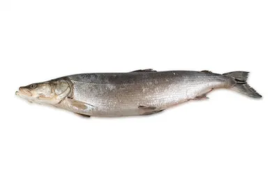 https://frost-fish.ru/catalog/ryba/nelma-svezhemorozhenaya-4-5-kg.html