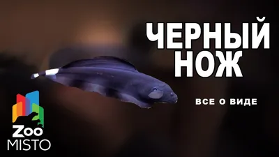 Рыба нож аквариумная: виды, содержание, кормление. - Marlin Aquarium