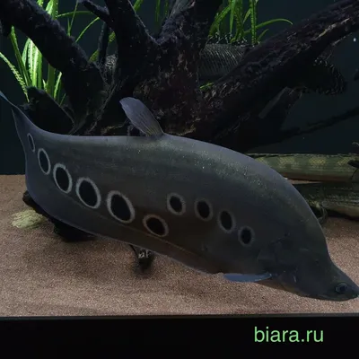 Рыба нож аквариумная: виды, содержание, кормление. - Marlin Aquarium