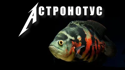 Рыба Оскар (Astranotus) - Narva - Животные, Аквариумистика купить и продать  – okidoki