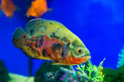 Аквариумных рыбок. Cichlid Astronotus или «Оскар». Пресноводная рыба.  Astronotus Тигр. Яркая рыба Оскар южный- американец Стоковое Фото -  изображение насчитывающей экзотическо, пресноводно: 213359654