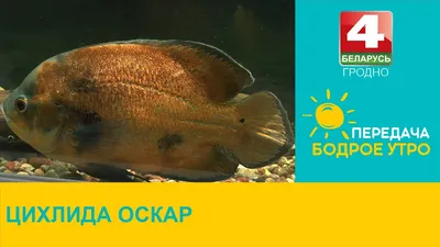 Аквариумных рыбок. Cichlid Astronotus или «Оскар». Пресноводная рыба.  Astronotus Тигр. Яркая рыба Оскар южный- американец Стоковое Изображение -  изображение насчитывающей пресноводно, любимчик: 213359667