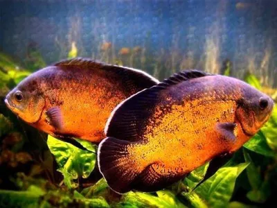 Купить Астронотуса-оскара красного (Astronotus ocellatus Red) в Челябинске