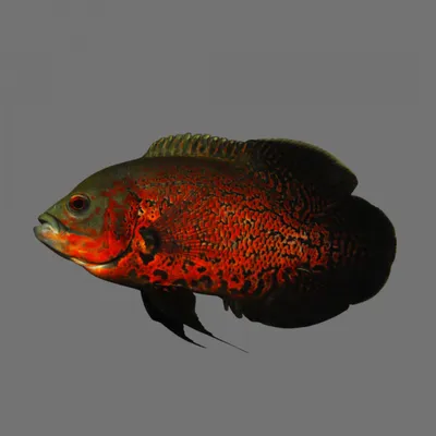 Астронотус / Astronotus ocellatus - «Скучная рыба), но красивая» | отзывы