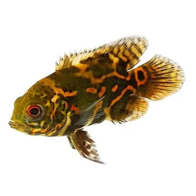 Астронотус «Красный оскар» (Astronotus ocellatus \"Red Oscar\") — купить в  Красноярске. Рыбки на интернет-аукционе Au.ru