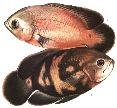 File:Astronotus ocellatus.jpg - Wikimedia Commons