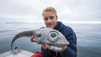 Оскар рыба astronotus ocellatus тропическая пресноводная рыба в аквариуме  тигр оскар | Премиум Фото