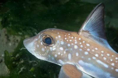 Астронотус красный Оскар Astronotus ocellatus / Цихлиды / Аквариумные рыбки  / КАТАЛОГ ТОВАРОВ / Аквадом - зоомагазин