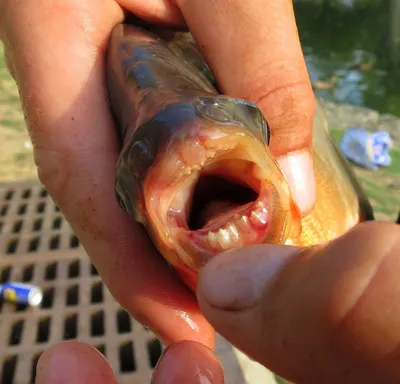 ПИРАНЬЯ КРАСНЫЙ ПАКУ рамер S рыбка для аквариума/Piractus brachyporus/ |  Зоомагазин \"Зоо сити\"