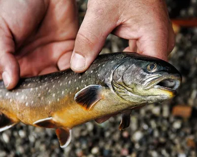 Американский голец (Палия), Brook trout | Fedor | Flickr