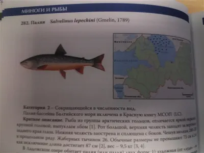 Американская палия - что это за рыба? Где ее можно поймать? | Рыбалка с  FishManual.ru! | Дзен